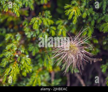 Pasqueflower alpine (Pulsatilla alpina) avec ses têtes de graines soyeuses et poilues (achènes) Banque D'Images