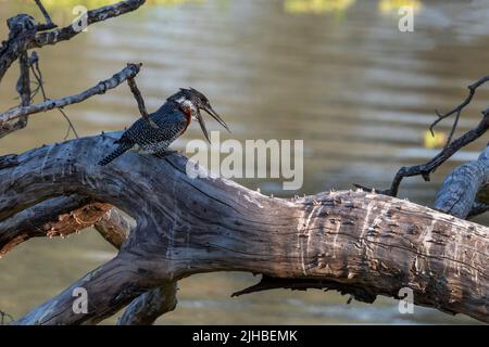 Zambie, Parc national de Luangwa Sud. kingfisher géant (Megaceryle maxima) Banque D'Images