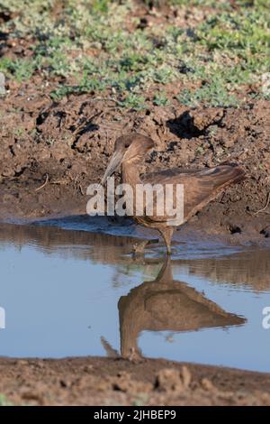 Zambie, Parc national de Luangwa Sud. Hamerkop (Scopus umbretta) en flaque. Banque D'Images