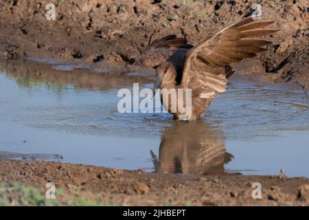 Zambie, Parc national de Luangwa Sud. Hamerkop (Scopus umbretta) en flaque. Banque D'Images