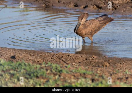 Zambie, Parc national de Luangwa Sud. Hamerkop (Scopus umbretta) en flaque. Banque D'Images