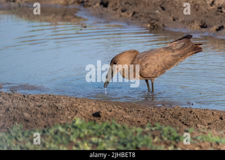 Zambie, Parc national de Luangwa Sud. Hamerkop (Scopus umbretta) dans la boisson au sol. Banque D'Images