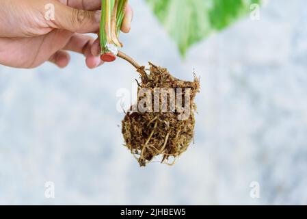 Racine de la pépinière de Monstera Borsigiana Albo Variegated avant de couper pour la plante Banque D'Images