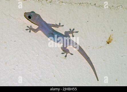 Maison commune Gecko (Hemidactylus frenatus) de Kuala Lumpur, Malaisie. Banque D'Images