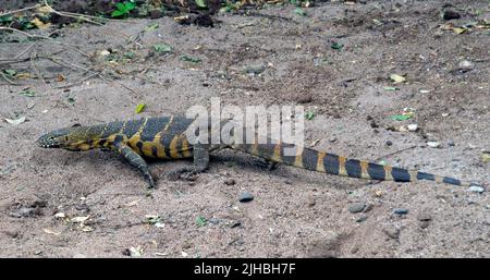 Surveillance du Nil (Varanus niloticus) du lac Manyara, Tanzanie. Banque D'Images