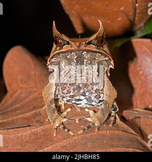 Grenouille à cornes de Bornean (Megophrys nasuta) du parc national de Kubah, Sarawak, Bornéo Banque D'Images