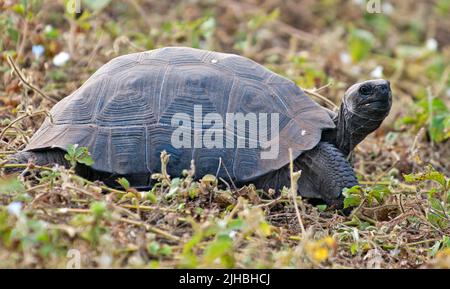 Tortue géante (Chelonodis nigra microphyes) de la baie d'Urvina, Isabela, Galapagos. Il s'agit d'un échantillon assez petit, probablement un sous-adulte. Banque D'Images