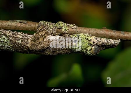 Gecko à queue foliaire (Uroplatus sp.) d'Andasibe, dans l'est de Madagascar. Banque D'Images