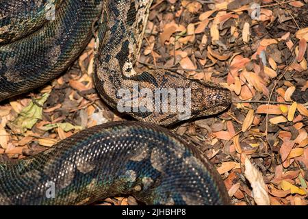 Le boa terre de Dumerli (Acrantophis dumerili) du fond forestier de Berenty, au sud de Madagascar. Banque D'Images