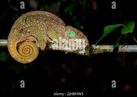 Le caméléon d'O'Shaughnessy (Calumma oshaughnessyi, femelle) de Ranomafana NP, à l'est de Madagascar. Banque D'Images