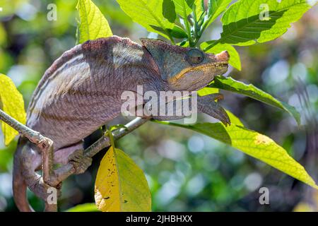 Le caméléon de Parson (Calumma parsonii, homme) de l'est de Madagascar. Conditions contrôlées). Banque D'Images