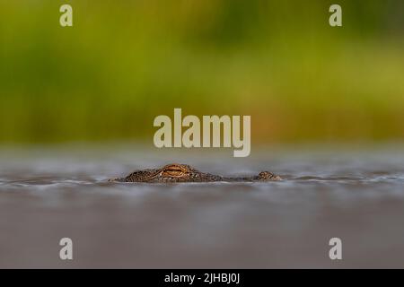 Jeune corcodille du nil (Crocodylus niloticus) dans l'eau de la réserve privée de Zimanga, Afrique du Sud. Banque D'Images