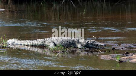 Un gros corcodile du nil (Crocodylus niloticus) dans le parc national Kruger, en Afrique du Sud. Banque D'Images