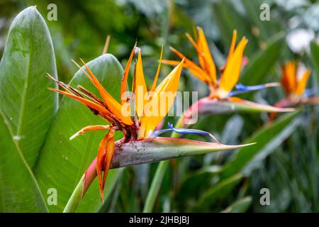 Oiseaux de paradis fleur colorée en fleur Banque D'Images