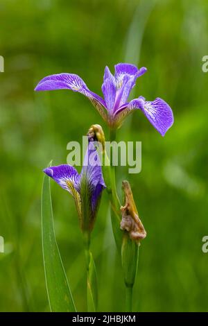 Fleur de l'iris du drapeau bleu dans la zone humide éloignée de la tourbière du Minnesota Banque D'Images