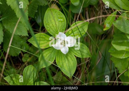 Les fleurs de la baie de Bunchberry fleurissent dans la tourbière et le milieu humide du nord du Minnesota Banque D'Images