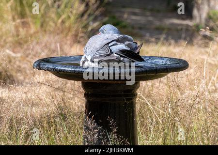 Juillet 2022 Heatwave, Angleterre Royaume-Uni. Un pigeon en bois garde la fraîcheur dans un bain d'oiseaux de jardin, alors que le Royaume-Uni émet le premier avertissement rouge pour la chaleur extrême Banque D'Images