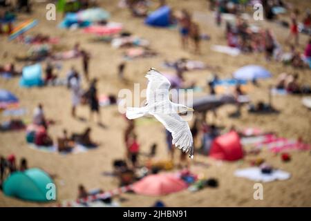 2022-07-17 15:27:40 SCHEVENINGEN - Un mouette vole au-dessus des baigneurs à la recherche de nourriture. Les baigneurs recherchent des rafraîchissements sur la plage de Scheveningen. En raison de la hausse de la température, le Plan national de chauffage entrera en vigueur lundi. ANP PHIL NIJHUIS pays-bas - belgique Banque D'Images