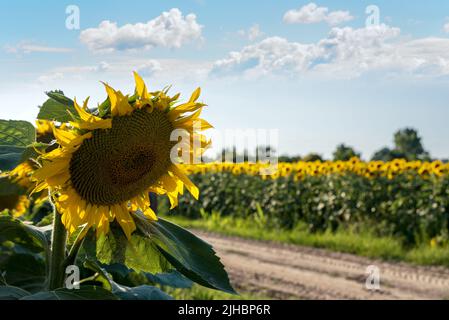 Tournesol par la route dans un pays Banque D'Images