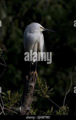 Pieds de pantoufles dorés visibles sur l'Egret de neige perchée sur fond sombre du marais de St. Augustine, Floride, États-Unis Banque D'Images