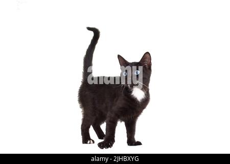 Un chaton noir est isolé sur un fond blanc Banque D'Images