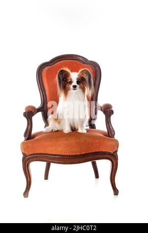 Papillon dog in front of white background Banque D'Images