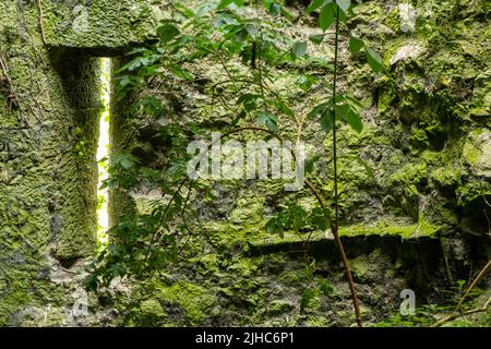 Dégradation par la nature du bâtiment celtique, tour défensive. Tour de siège de l'époque celtique Limerick, Irlande, 17, juillet 2022 Banque D'Images