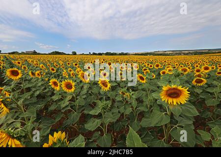 Tournesols. Champ fleuri de tournesols en été. Banque D'Images