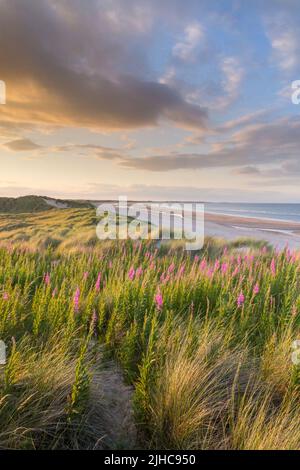 Au milieu de l'été, coucher de soleil depuis les dunes couvertes d'herbe de maram avec fleurs sauvages roses de l'herbe de saule de Rosebay au premier plan à Druridge Bay, Northumberland. Banque D'Images