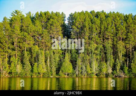 Le littoral du pin Northwoods sur le lac Burntside, dans le Minnesota, près de la zone de canoë de Boundary Waters et de la frontière canadienne Banque D'Images