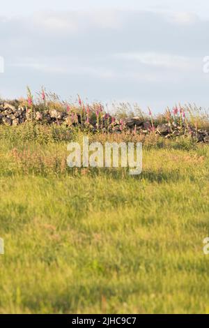 Foxgloves (Digitalis Purpurea) avec une variété de fleurs sauvages et de graminées poussant dans le refuge de pierres sèches Walling au bord de la Pasture approximative Banque D'Images