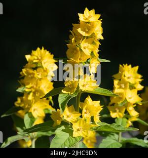 Grande Loosestrife jaune, ou fleur circulaire, (Lysimachia punctata) en lumière du soleil vive sur un fond sombre Banque D'Images