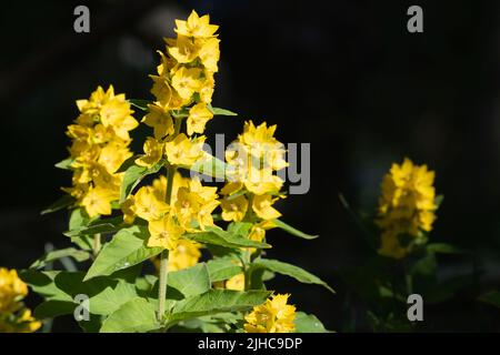 Grande Loosestrife jaune, ou Loosestrife en pointillés (Lysimachia punctata) en lumière du soleil vive sur fond sombre Banque D'Images