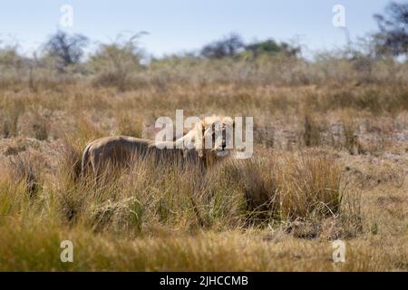Lions dans le parc national d'Etosha en Namibie en Afrique Banque D'Images