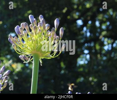 Magnifique agapanthus dans le bourgeon contre un fond vert d'arbre flou Banque D'Images
