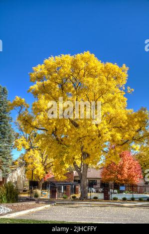 Un arbre mûr de frêne vert est dans sa gloire pleine à l'automne avec une verrière de feuilles jaune vif. Banque D'Images