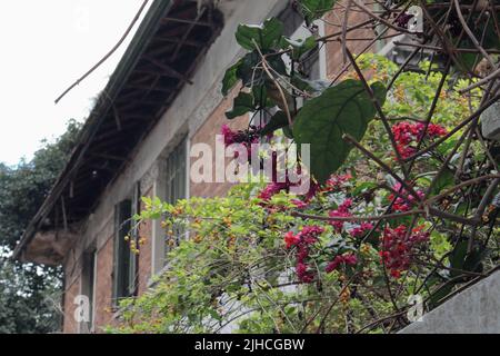 Maison abandonnée et négligée à Sao Paulo, Brésil, podcast mucher da casa abandonné Banque D'Images