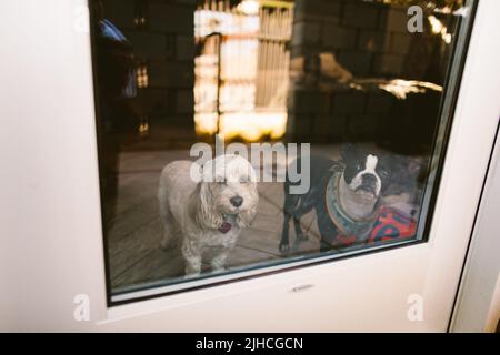 Deux adorables petits chiens de maison donnant par la fenêtre Banque D'Images