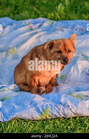 Gros plan vertical d'un dingo américain (chien de Caroline) dans la nature Banque D'Images