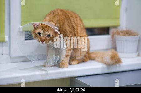 Chat rouge triste après stérilisation. Le chat sorghful est assis sur le rebord de la fenêtre après la castration. Banque D'Images