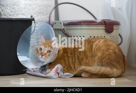 Le chat effrayé se trouve dans un endroit isolé. Chat rouge triste après stérilisation. Banque D'Images