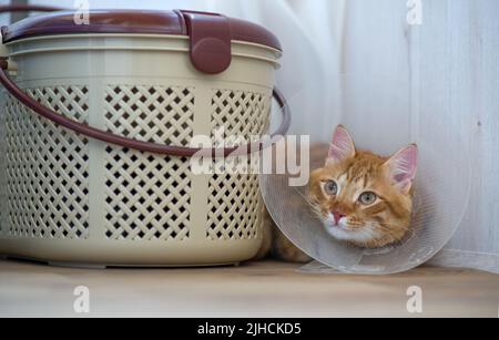 Le chat effrayé se trouve dans un endroit isolé. Chat rouge triste après stérilisation. Banque D'Images