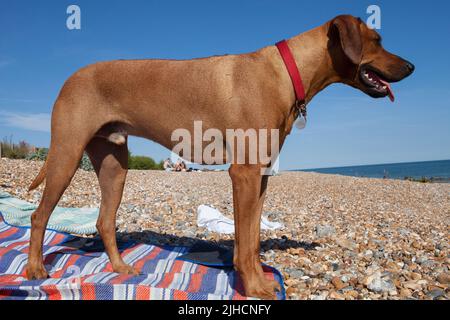 Le Rhodesian Ridgeback Banque D'Images