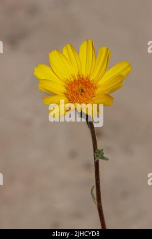 Le racémose jaune à fleurs rayonnent l'inflorescence de la tête de Geraea canescens, Asteraceae, natif annuel dans le désert de Mojave du Nord, Springtime. Banque D'Images