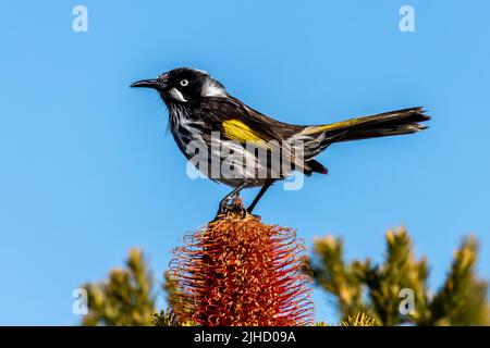 New Holland Honeyeater perché sur la fleur de Heath Banksia Banque D'Images