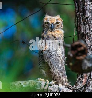 Petite petite chouette à cornes assise dans un arbre Banque D'Images