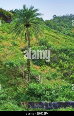 Photos de la jungle d'Oahu - Hawaï. Images d'Oahu - l'État d'Hawaï. Banque D'Images