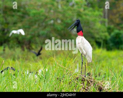 Jabiru, Jabiru mycteria, un grand cigogne qui se nourrit de poissons dans la haute-Amazonie du Pérou Banque D'Images