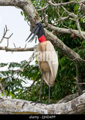 Jabiru, Jabiru mycteria, un grand cigogne qui se nourrit de poissons dans la haute-Amazonie du Pérou Banque D'Images