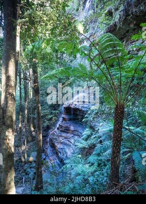 Un petit ruisseau descend en cascade sur une face de roche de grès profonde dans la forêt pluviale tempérée des Blue Mountains, Katoomba. Banque D'Images